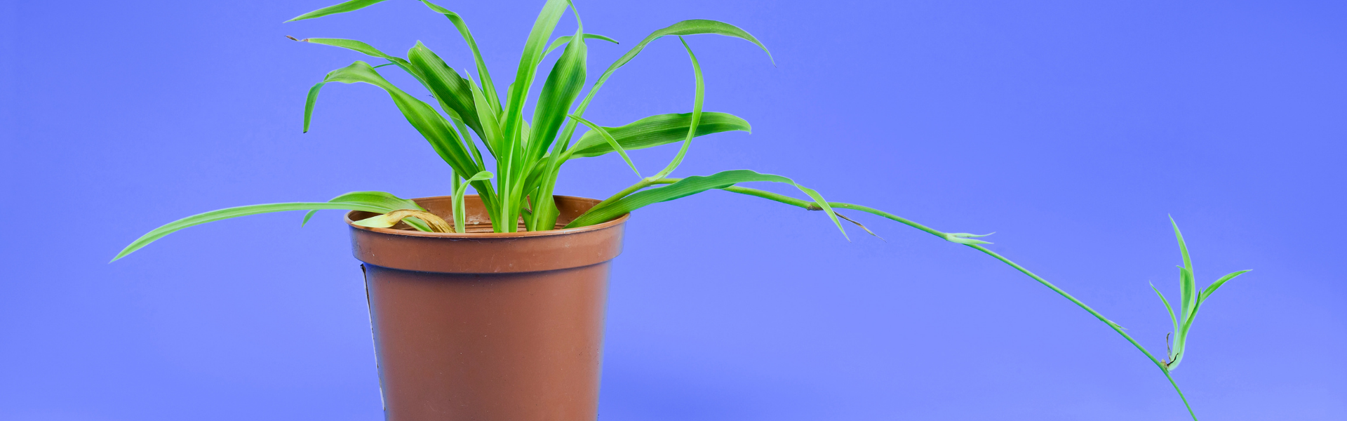 Spider Plant Banners Spider Plant with runner