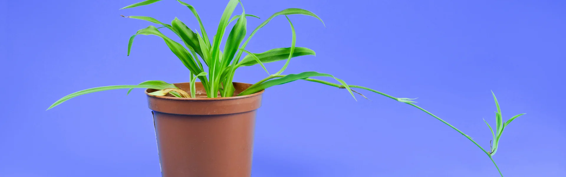 Spider Plant with runner