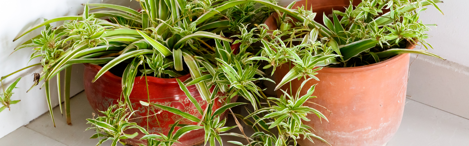 Spider Plant Banners Spider Plants