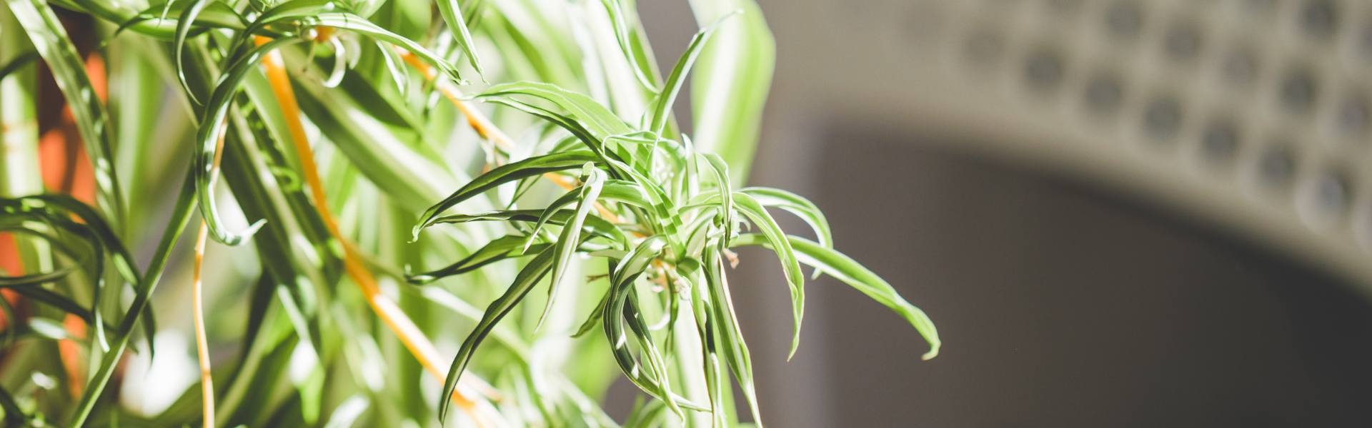 Spider Plant Banners Spider Plant Babies
