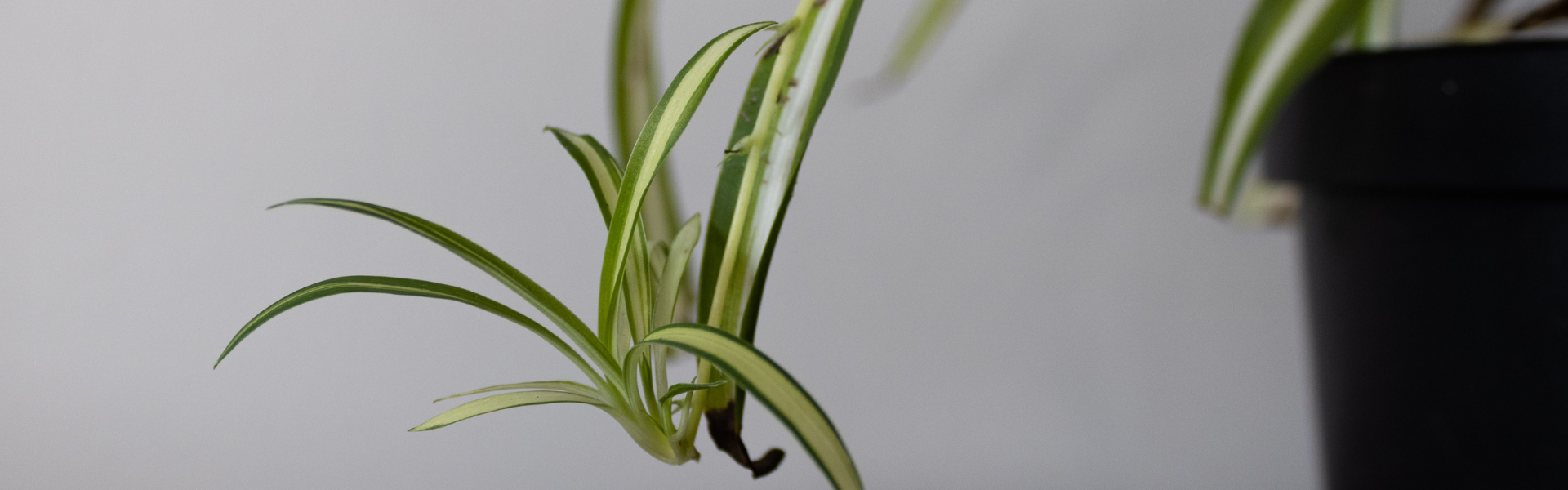 Spider Plant Banners Spider Plant Baby