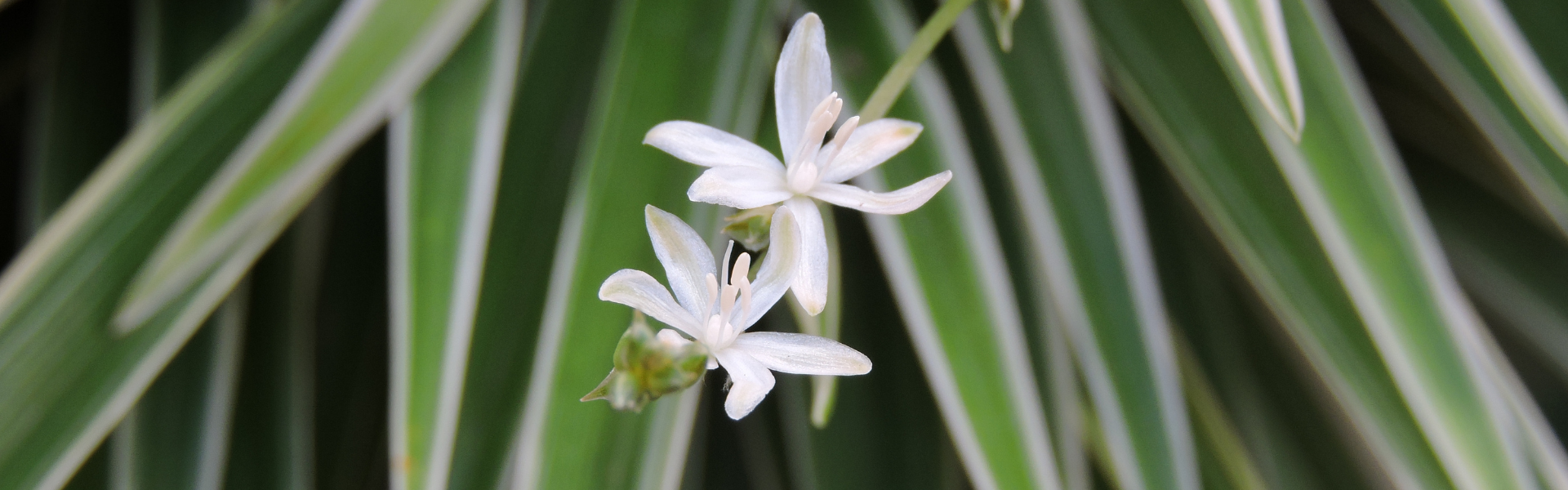 Spider Plant Flowers Spider Plant Flowers