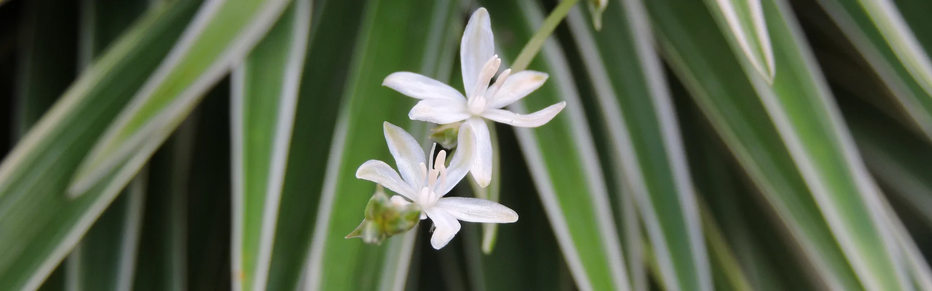 Spider Plant Flowers