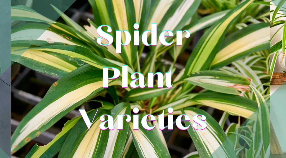 Spider Plant Varieties