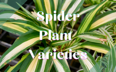 Spider Plant Varieties