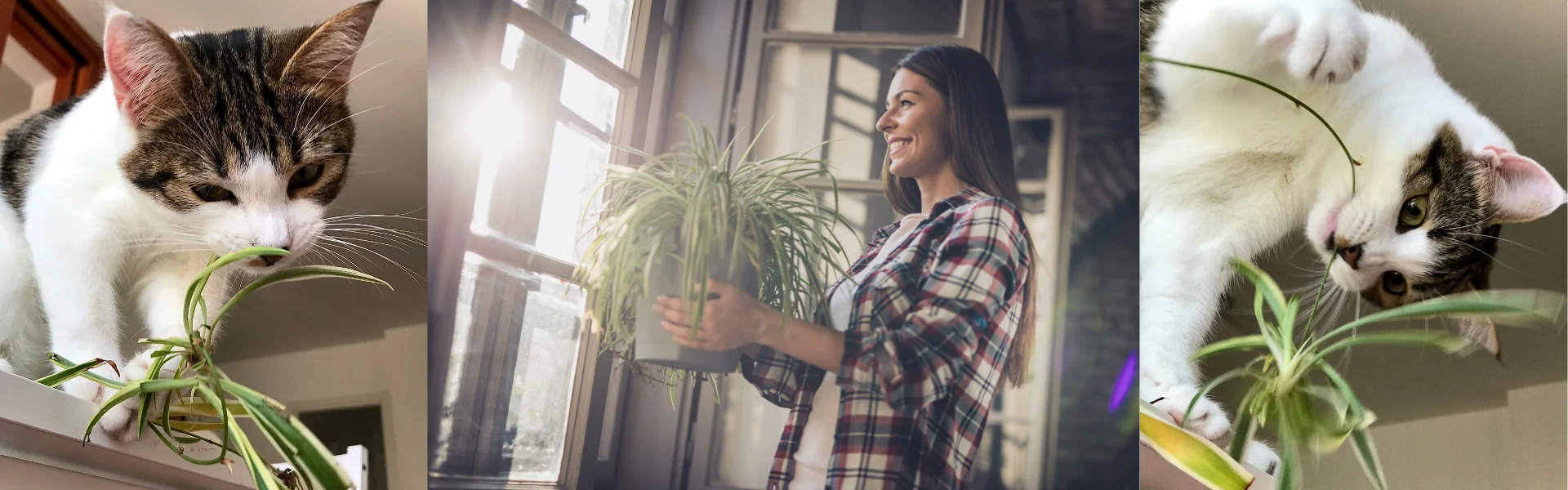 Spider Plants and Cats