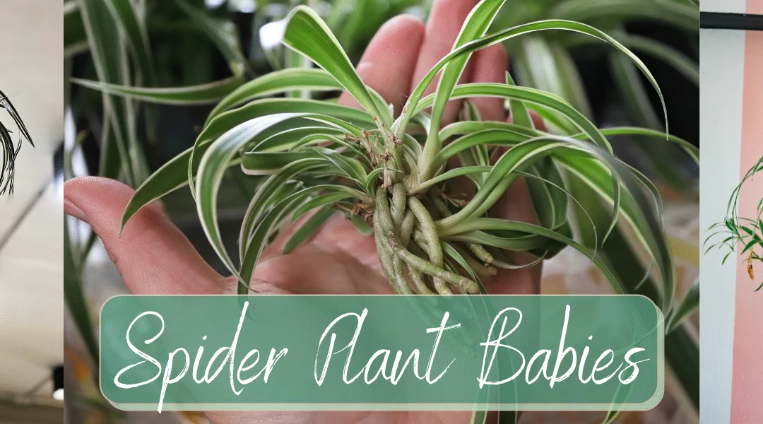 Spider Plant Babies