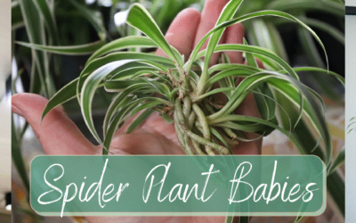 Spider Plant Babies