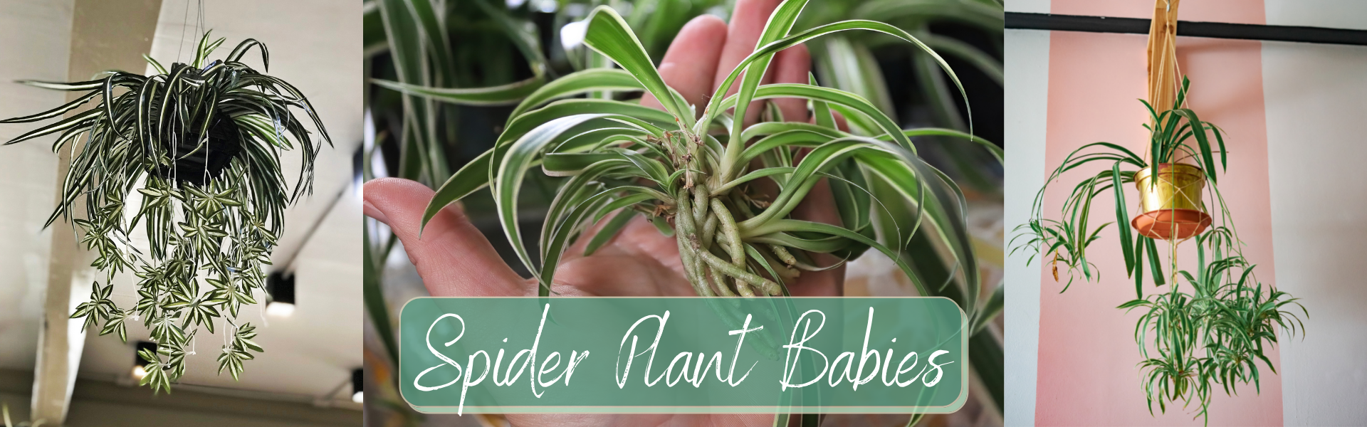 Spider Plant Babies