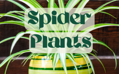 How To Spider Plant
