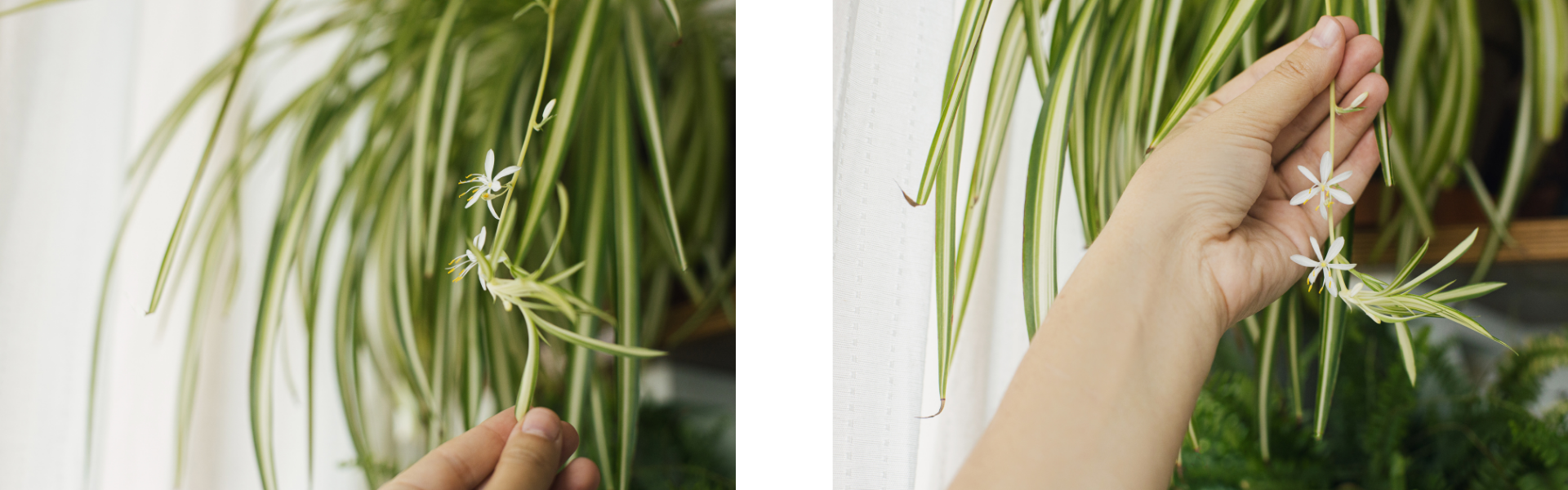 Spider Plant Banners Spider Plant Flowers
