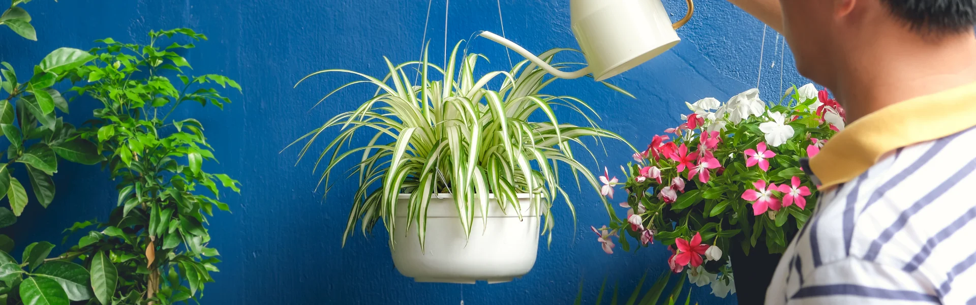 how often to water spider plants