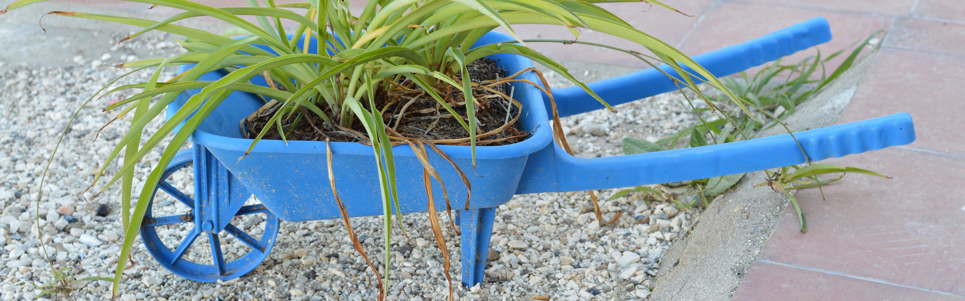 Spider Plant Banners Spider Plant in Wheel Barrell