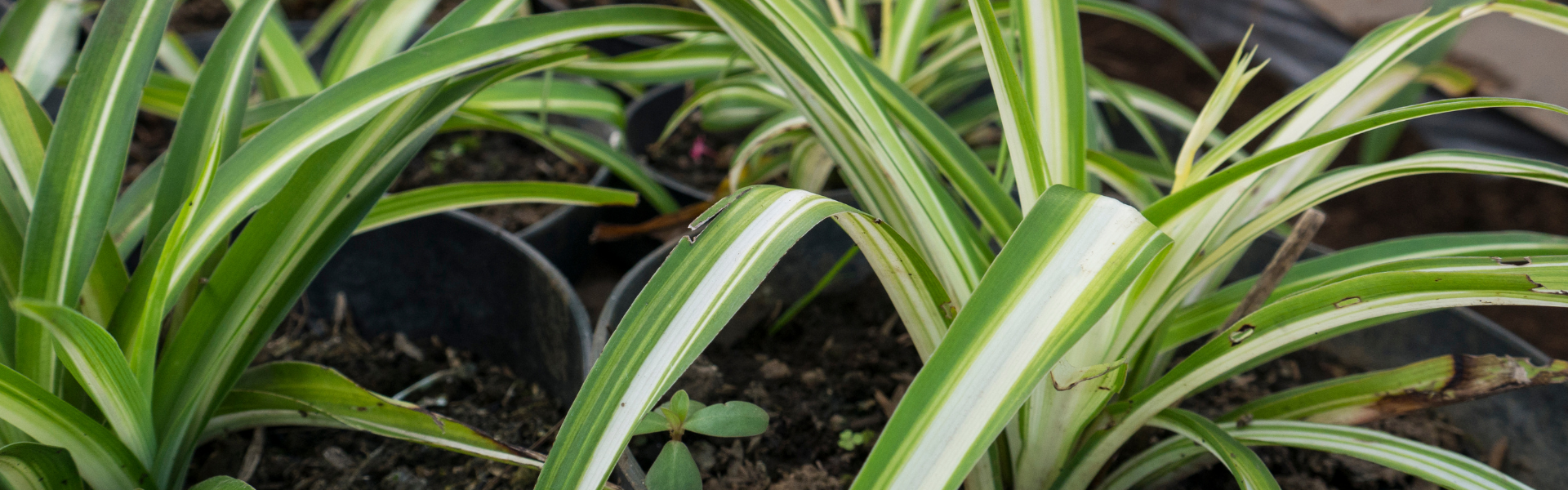 Spider Plant Banners Spider Plants