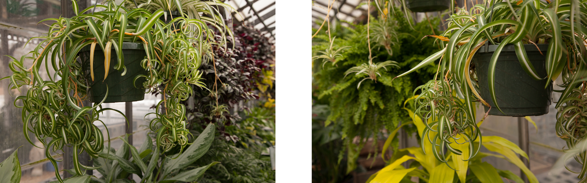 Spider Plant Care Spider Plant Care