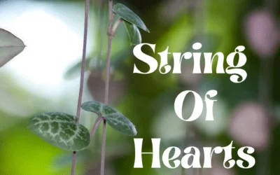 How to Grow and Care for a String of Hearts