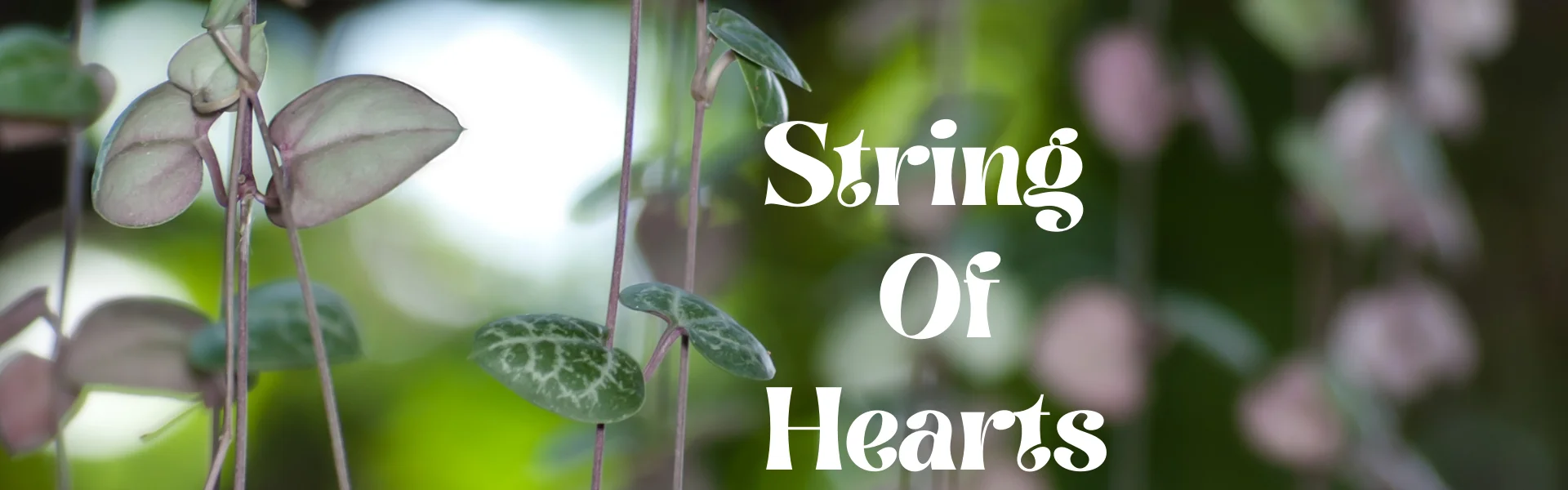 String of Hearts