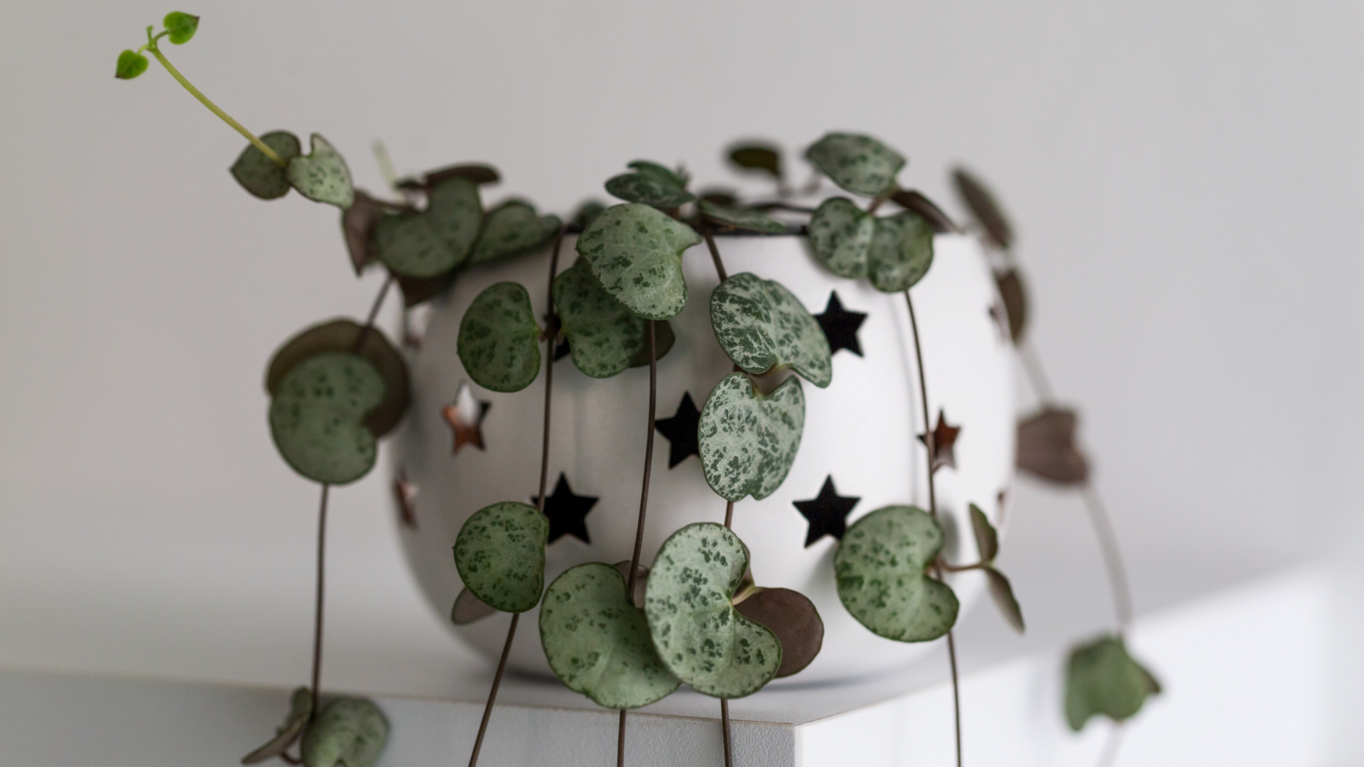 String of Hearts in a white pot String of Hearts