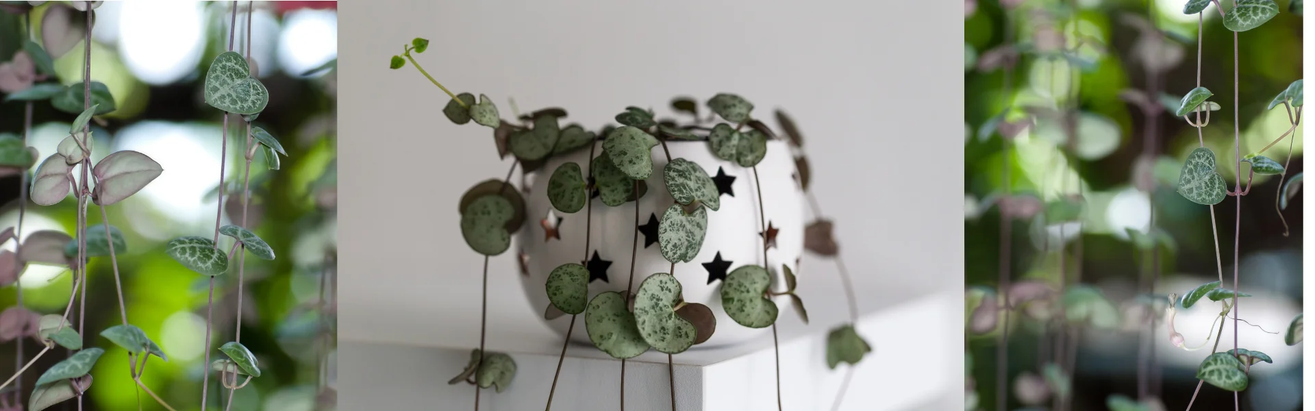 Picture of String of Hearts