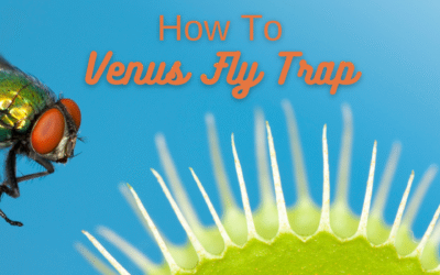 Complete Guide to Caring for your Venus Fly Trap: Growing and Basic Care Guide