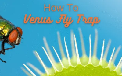 Complete Guide to Caring for your Venus Fly Trap: Growing and Basic Care Guide