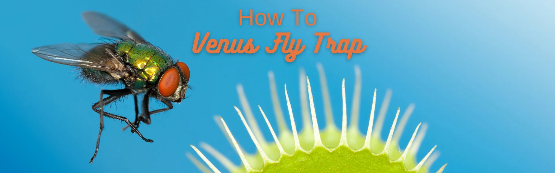 Venus Fly Trap Title Venus Fly Trap