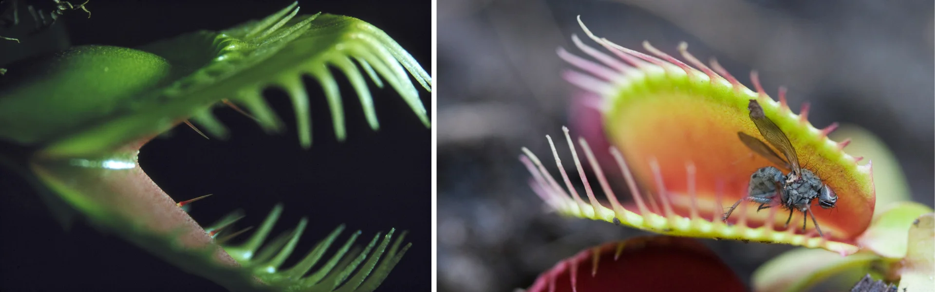 Venus Fly Trap Venus Fly Trap Monster looking trap