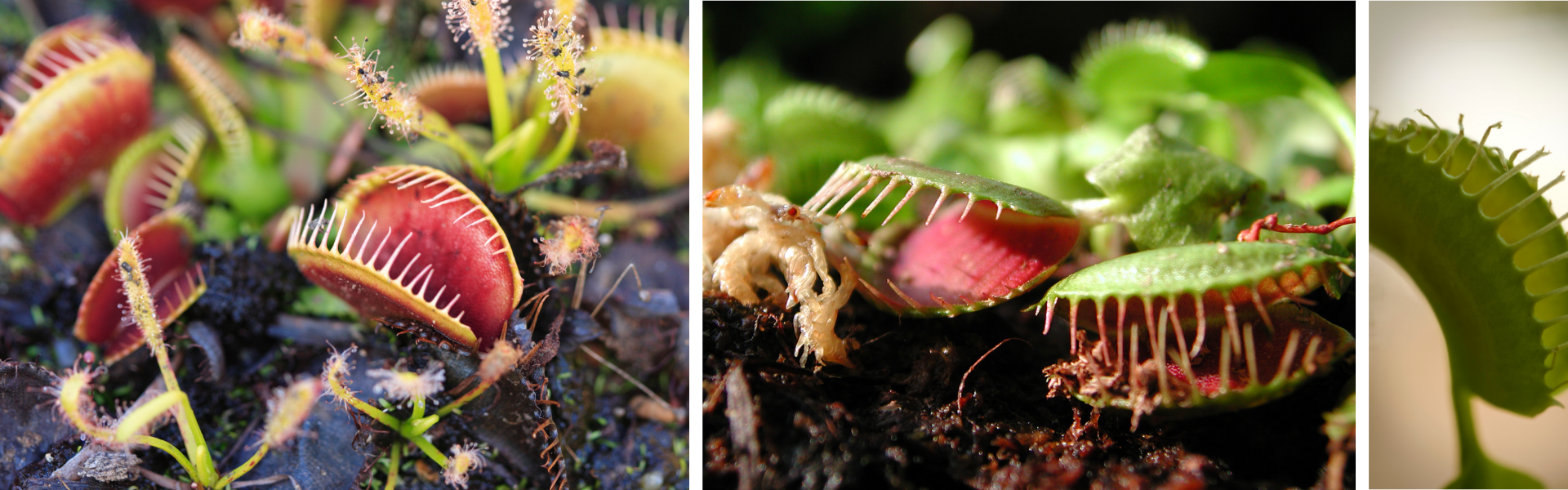 Venus Fly Trap Venus Fly Traps Catching Flies