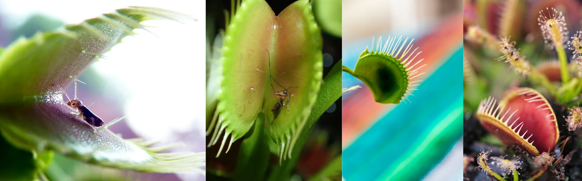 Venus Fly Trap Venus Fly Traps with insects