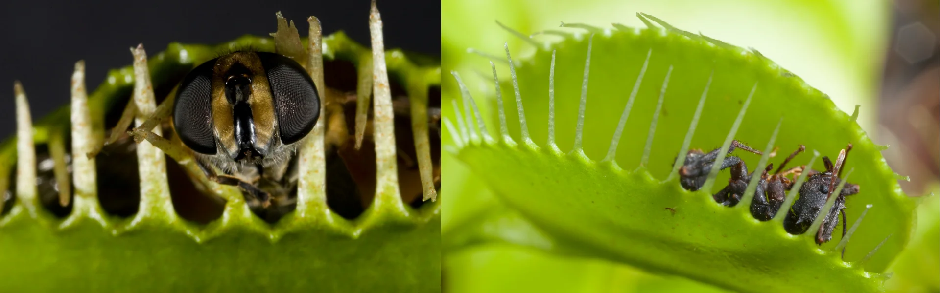 Venus Fly Trap Flies being eaten in a Venus fly trap