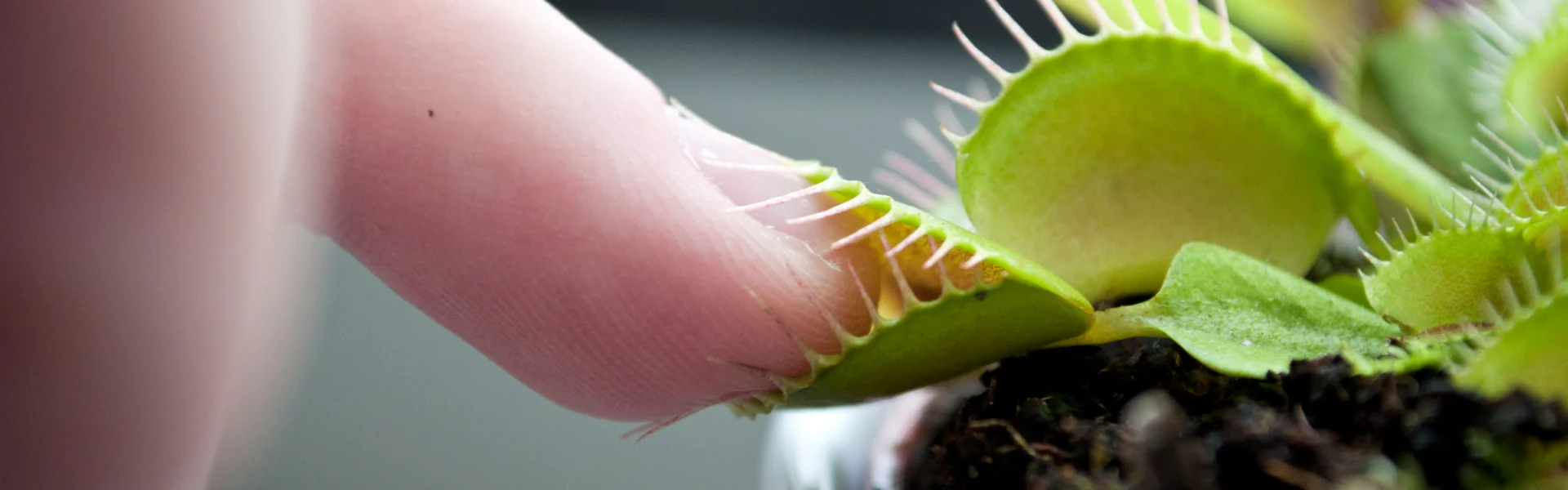 Venus Fly Trap Venus Eating a Finger