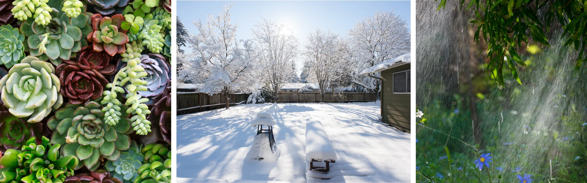 Easy Year Around Plants