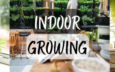 Growing Herbs & Vegetables Indoors
