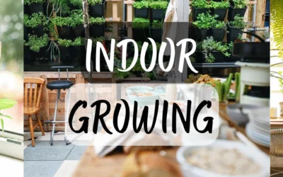Growing Herbs & Vegetables Indoors
