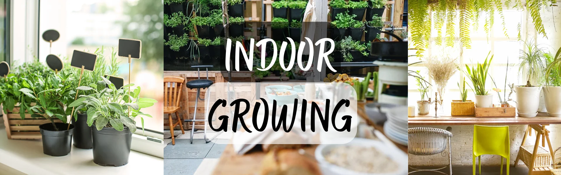 indoor growing Indoor Growing