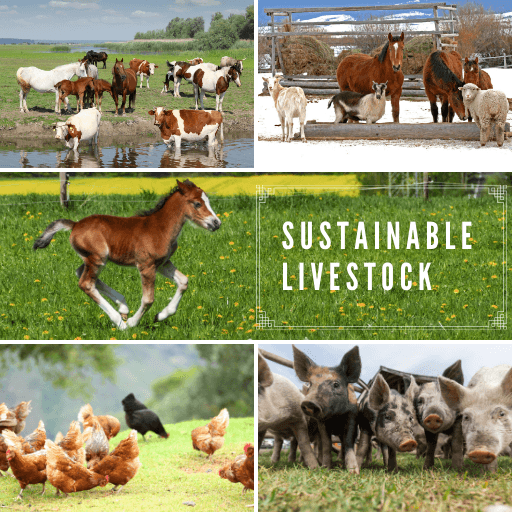 Sustainable Livestock
