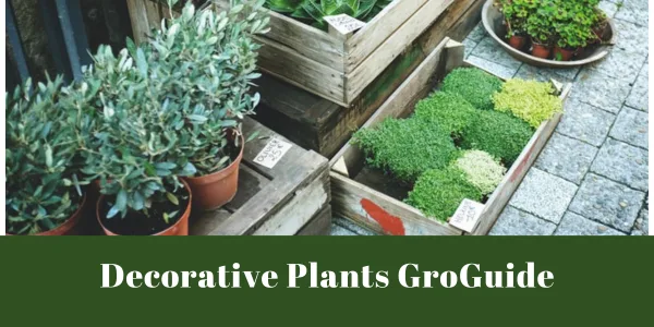 Decorative Plant Grow Guide