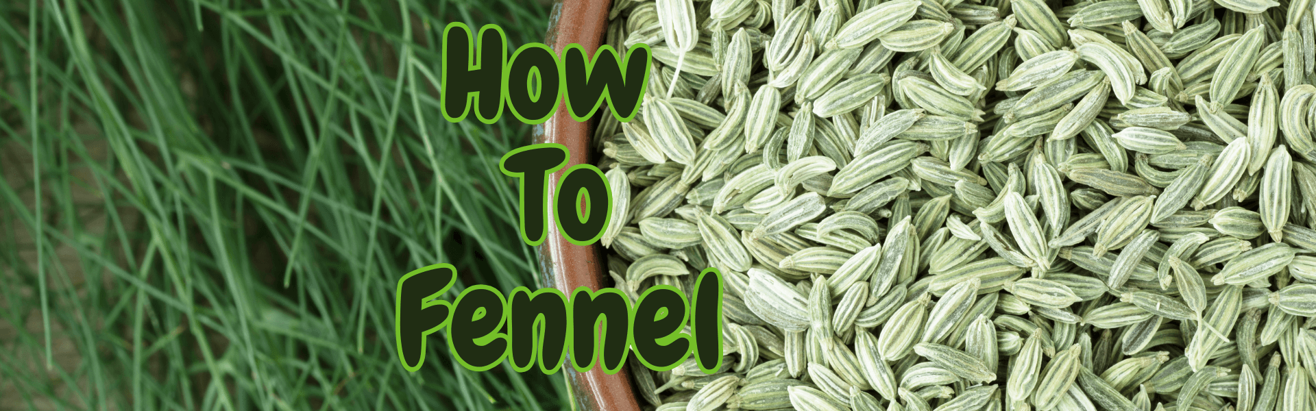How To Fennel
