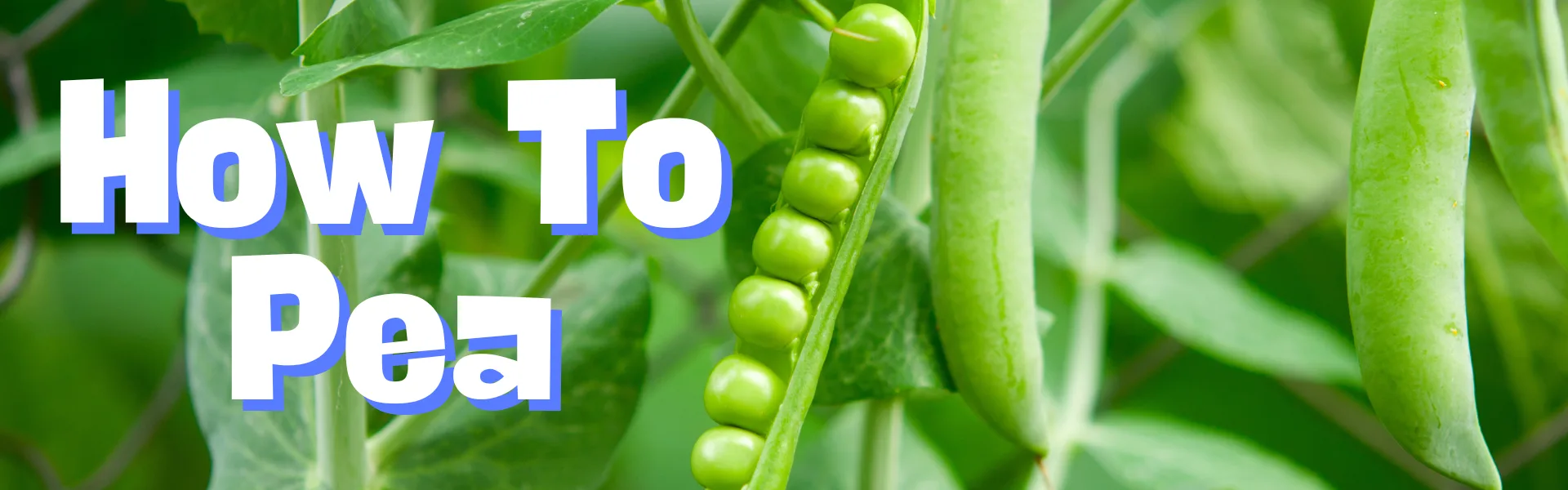 How To Pea