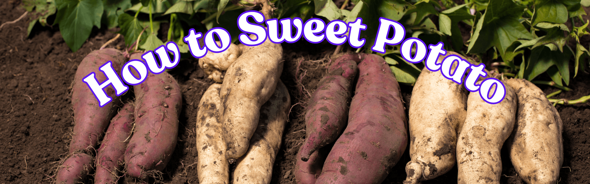 How To Sweet Potato How To Sweet Potato