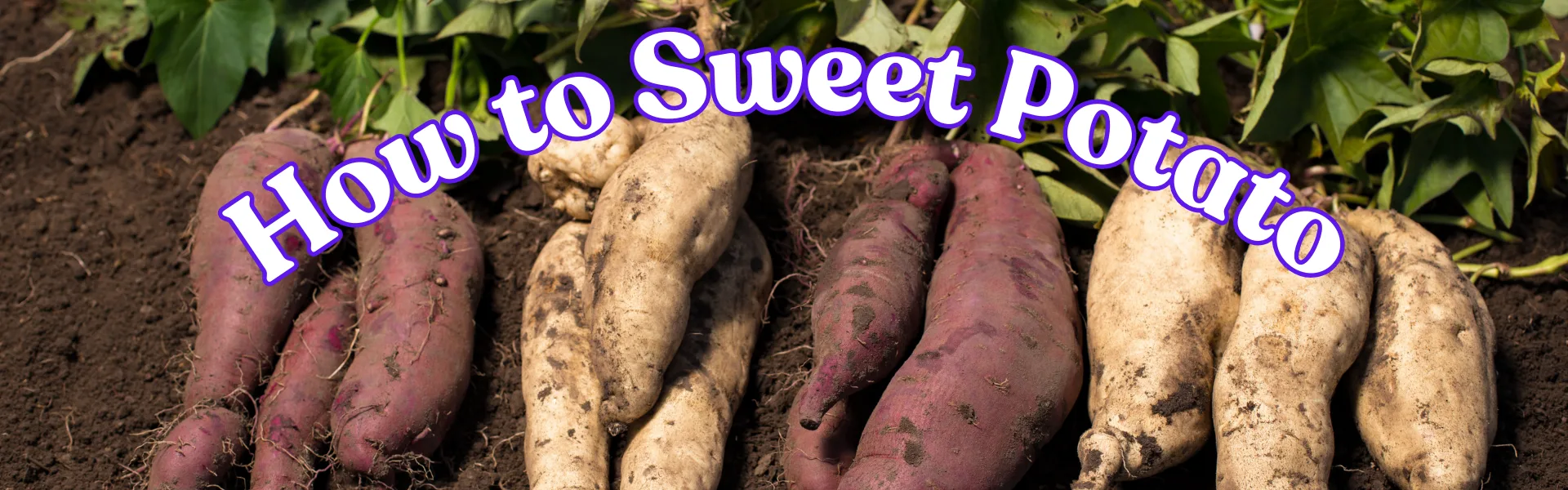 How To Sweet Potato