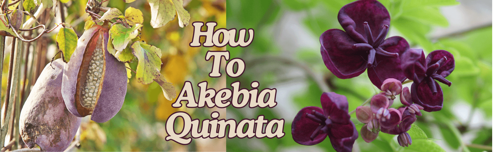 How To Akebia Quinata