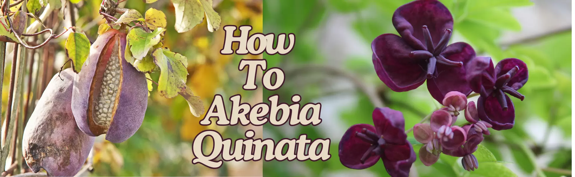 How To Akebia Quinata (chocolate vine) How To Akebia Quinata