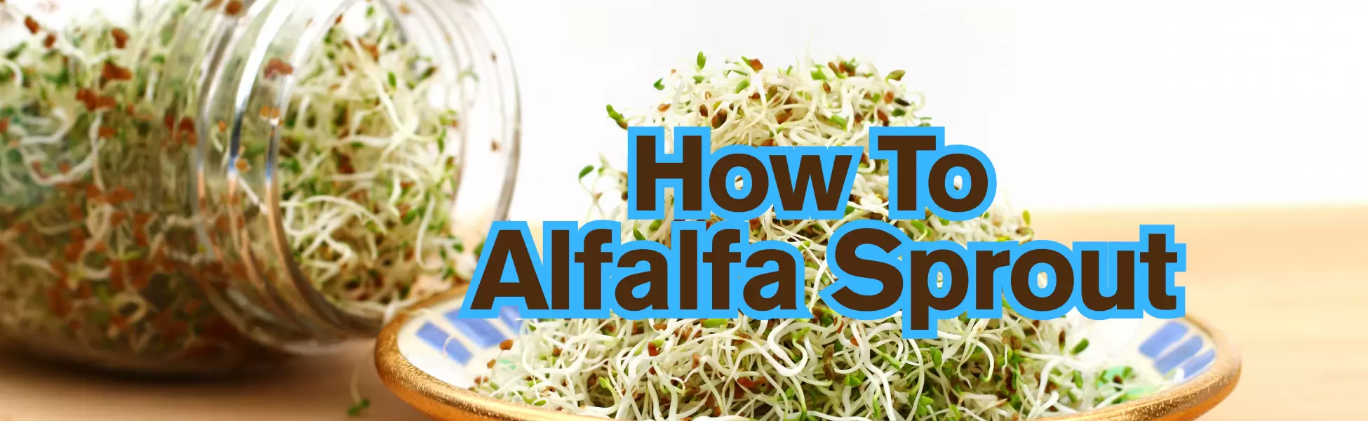 How To Alfalfa Sprout How To Alfalfa Sprout