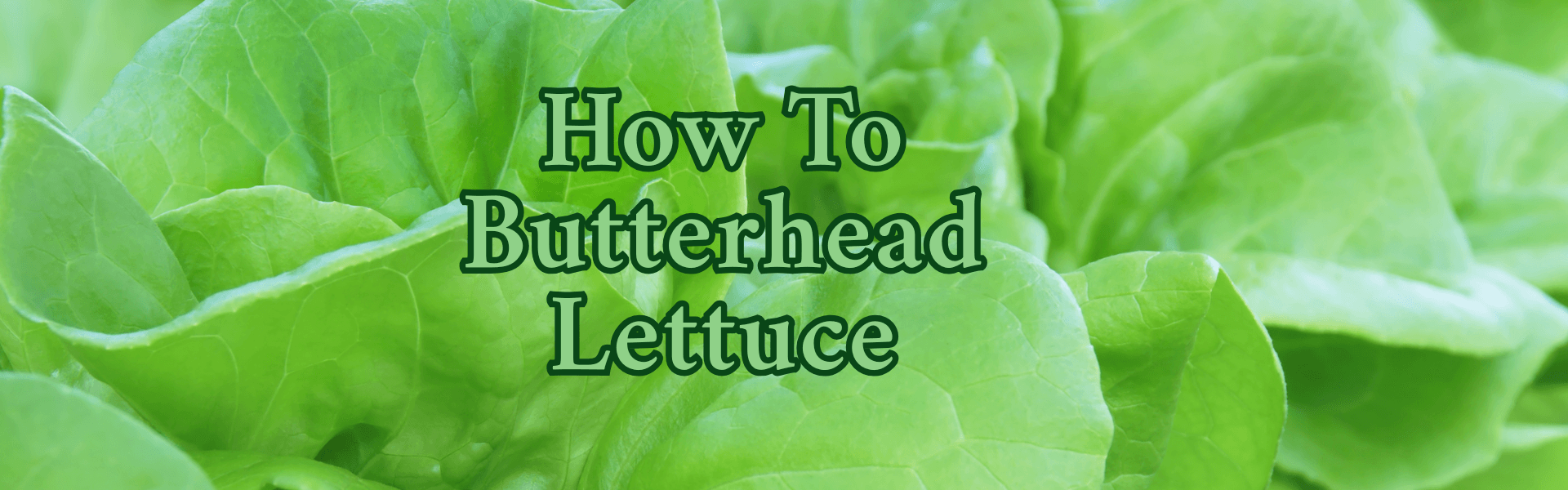 How To Butterhead Lettuce