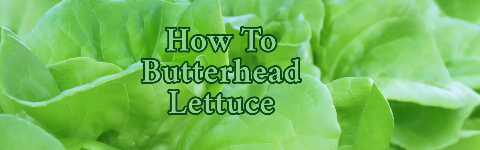 How To Butterhead Lettuce