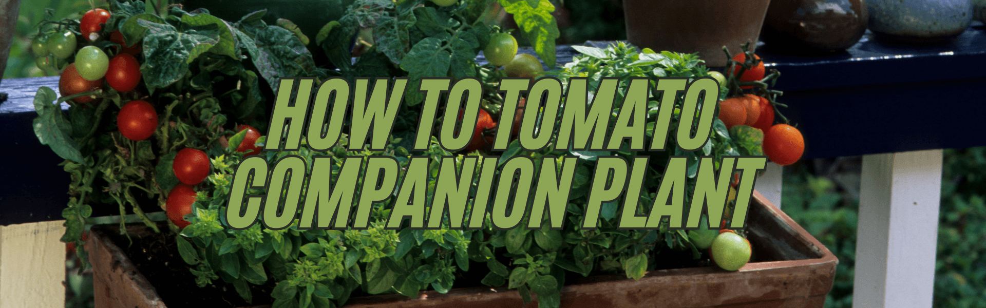 How To Tomato Companion plant