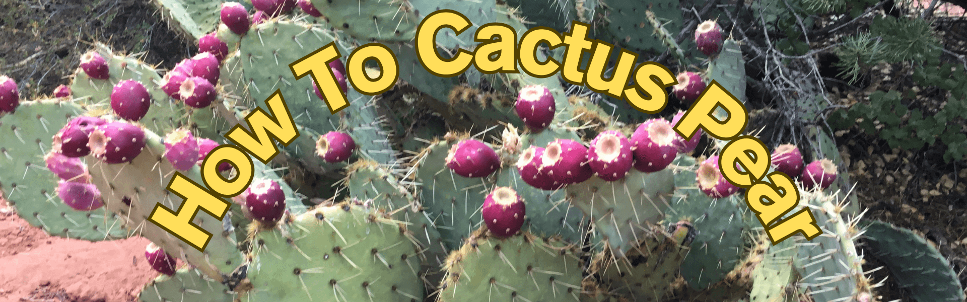 How To Cactus Pear (prickly pear)