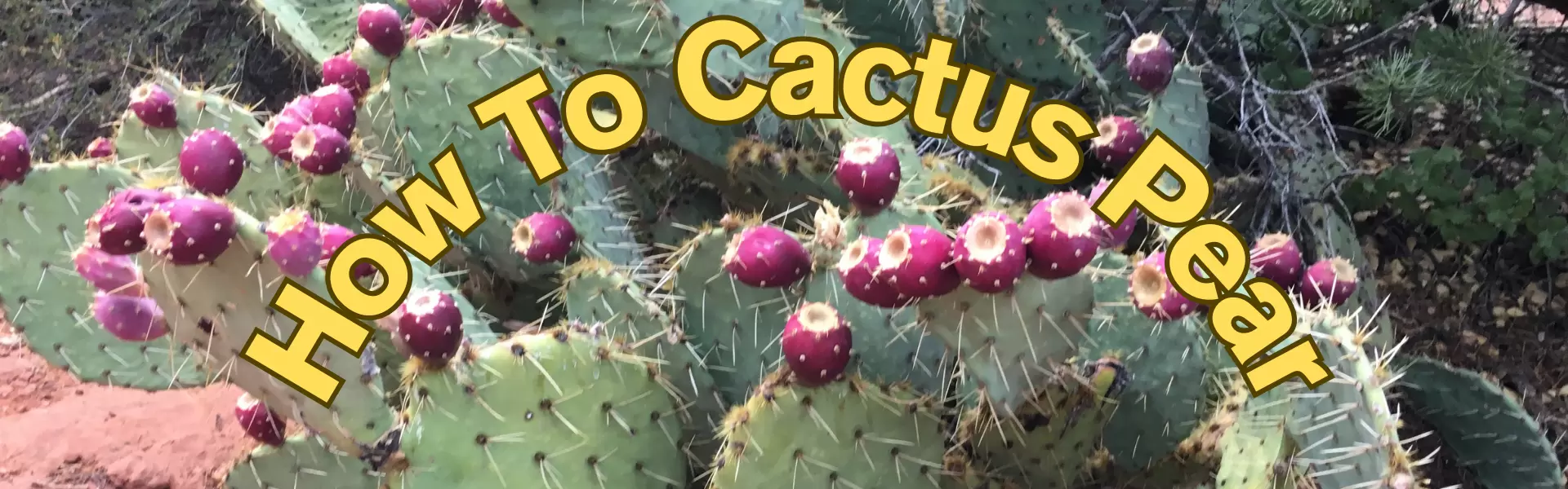 How To Cactus Pear (prickly pear)