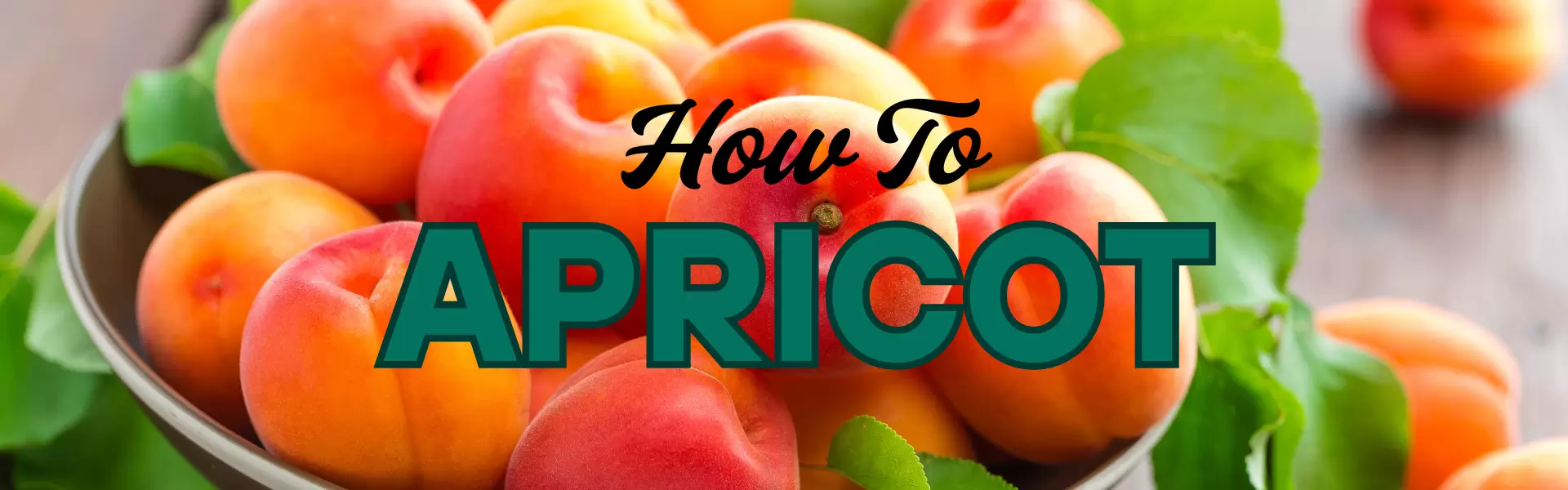 How To Apricot How To Apricot